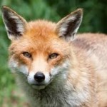 Fox Hunting In Cheshire