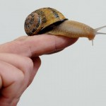 Snail farms versus business rates