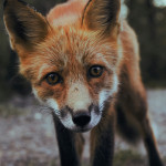 unsplash - Record High Fines Imposed on Fox Feeding and Knotweed Offenders by Busybody Enforcers