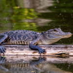 Unsplash - Alligator