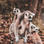 Unsplash - Lemur