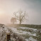 Unsplash - field